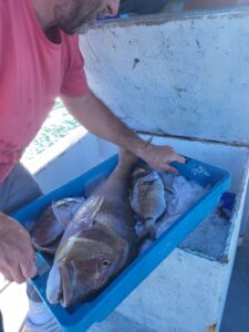 Pescado para la plancha